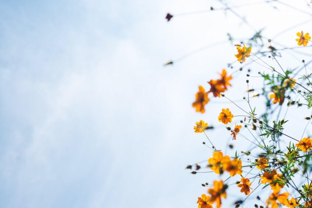 Sky-flowers